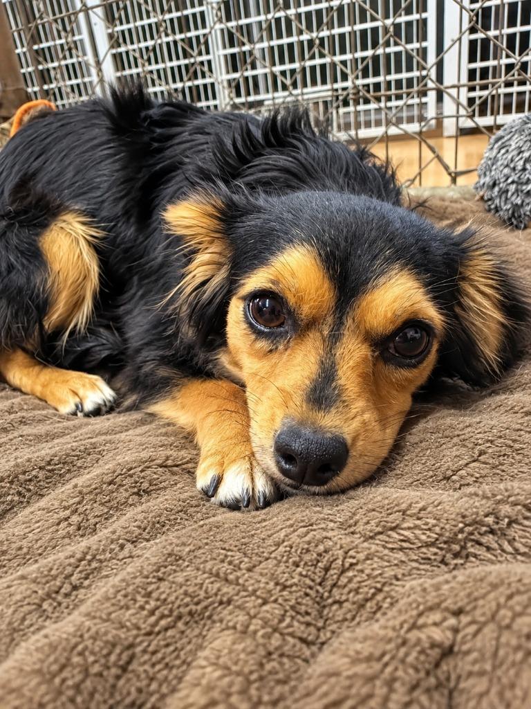 Janice, Adopted, Young Female Chihuahua & Pomeranian.