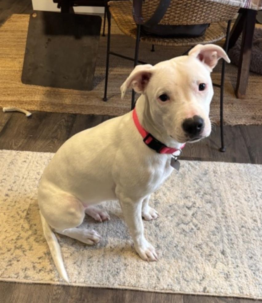 Enlarge Polar - ADOPTED, an adoption pending mixed breed in Millfield, OH image 3/5