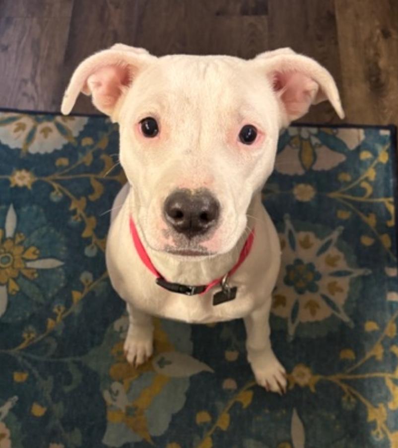 Enlarge Polar - ADOPTED, an adoption pending mixed breed in Millfield, OH image 4/5