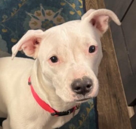 Polar, ADOPTABLE, Puppy Female Terrier.