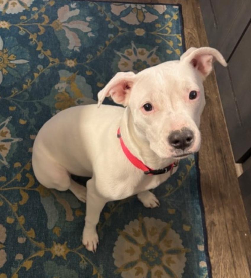 Enlarge Polar - ADOPTED, an adoption pending mixed breed in Millfield, OH image 5/5