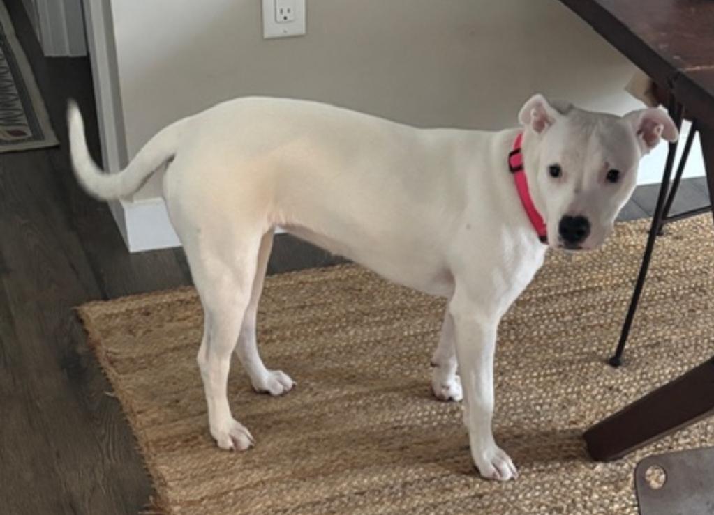 Enlarge Polar - ADOPTED, an adoption pending mixed breed in Millfield, OH image 2/5