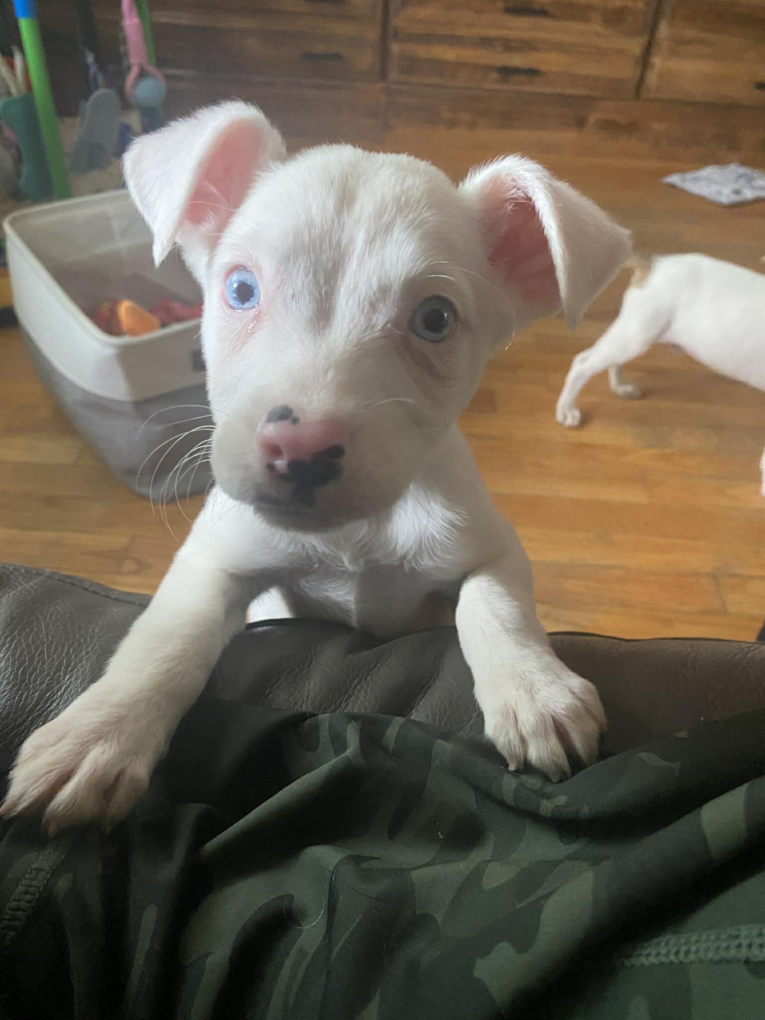 Enlarge Jessie, an adopted mixed breed in Rochester, NY image 6/6