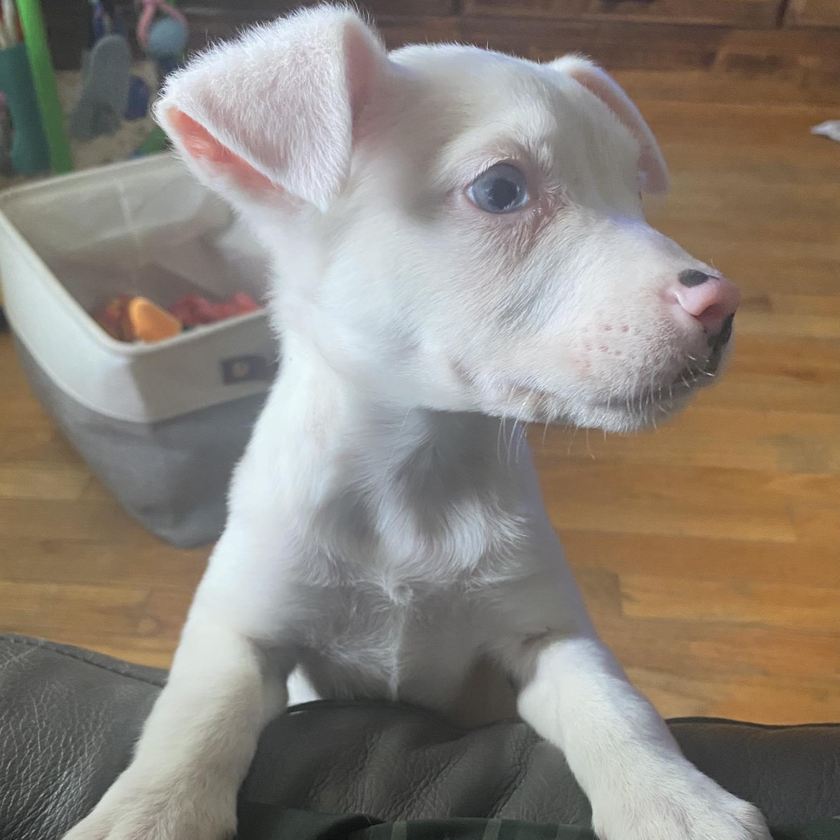 Enlarge Jessie, an adopted mixed breed in Rochester, NY image 4/6