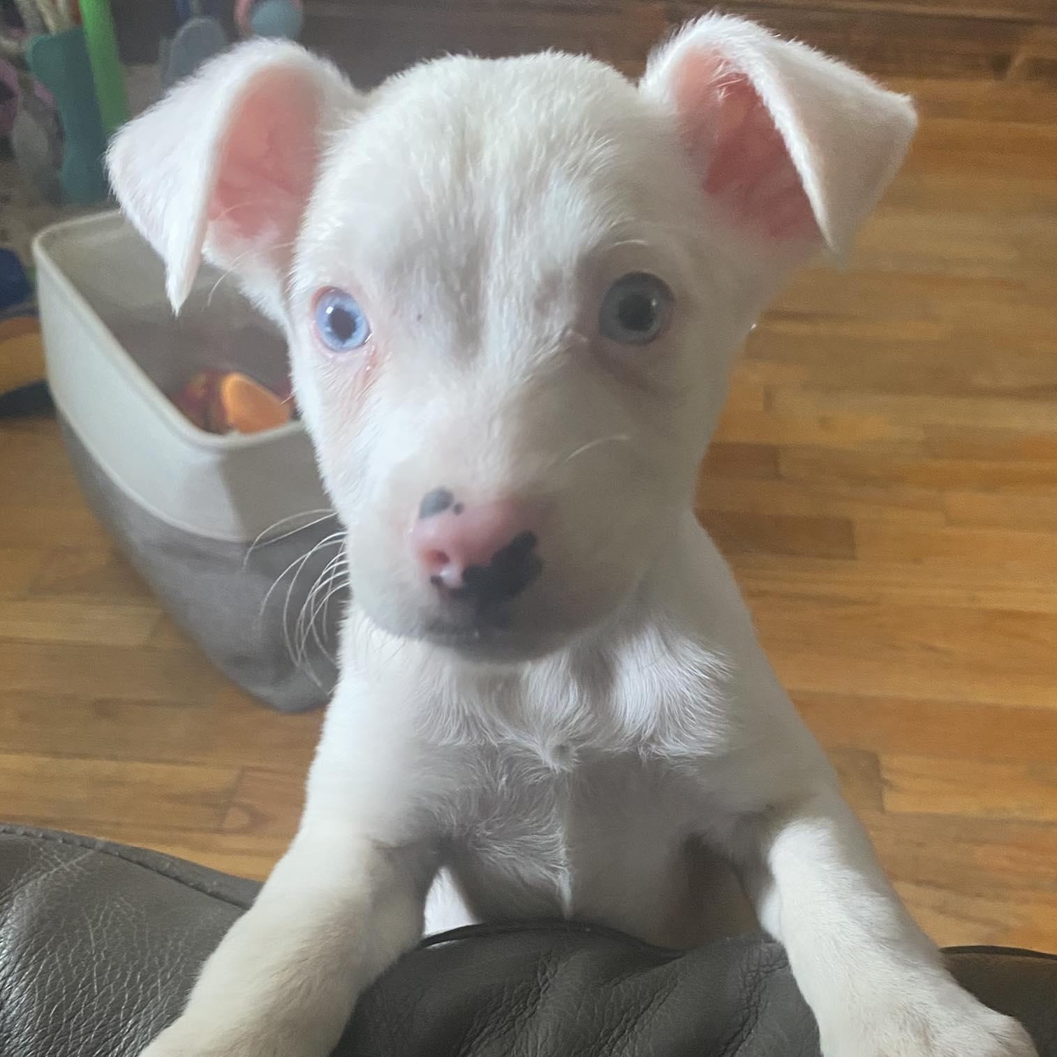 Jessie, adopted, Puppy Female Chihuahua & Jack Russell Terrier.