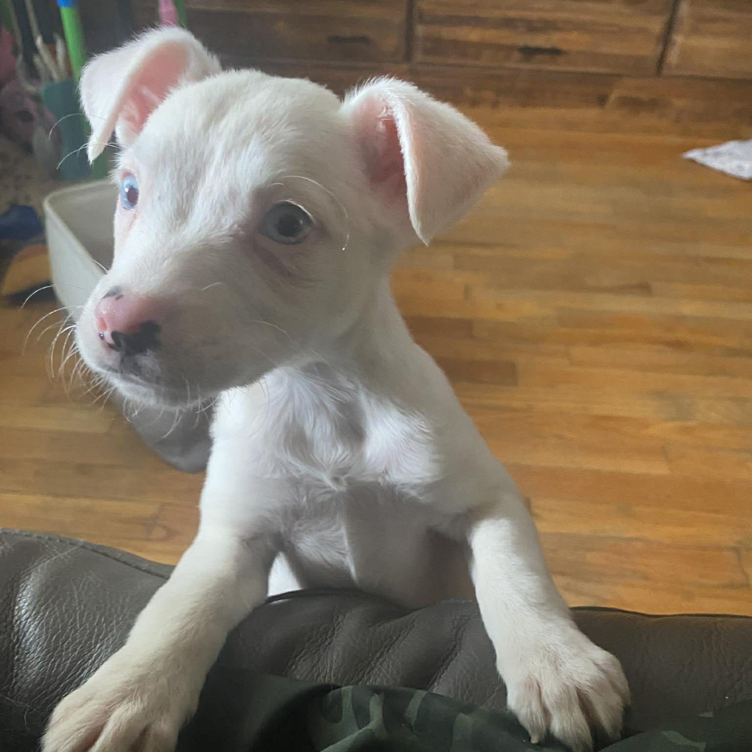 Enlarge Jessie, an adopted mixed breed in Rochester, NY image 2/6
