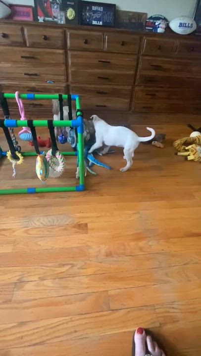 Enlarge Jessie, an adopted mixed breed in Rochester, NY video 5/6