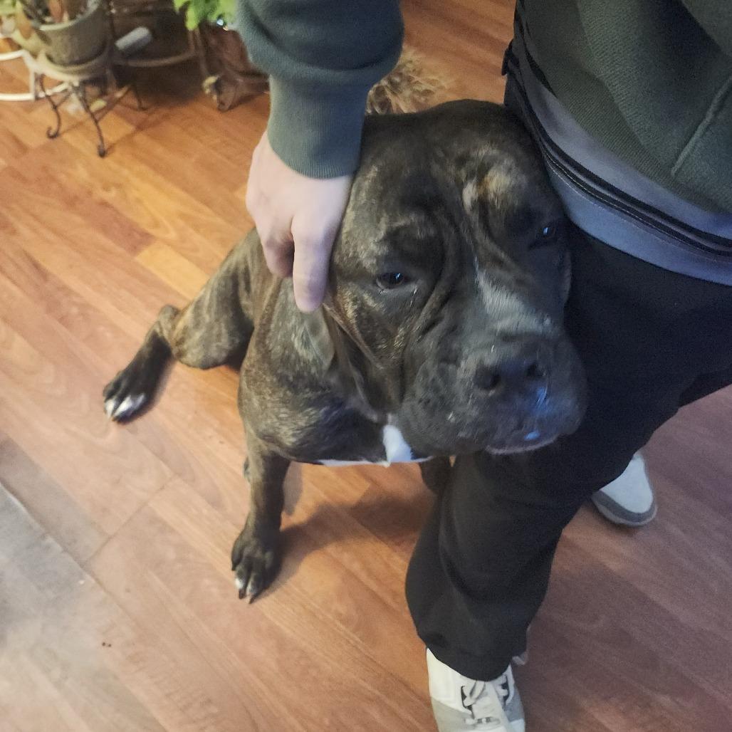 Chica — thumbnail 2