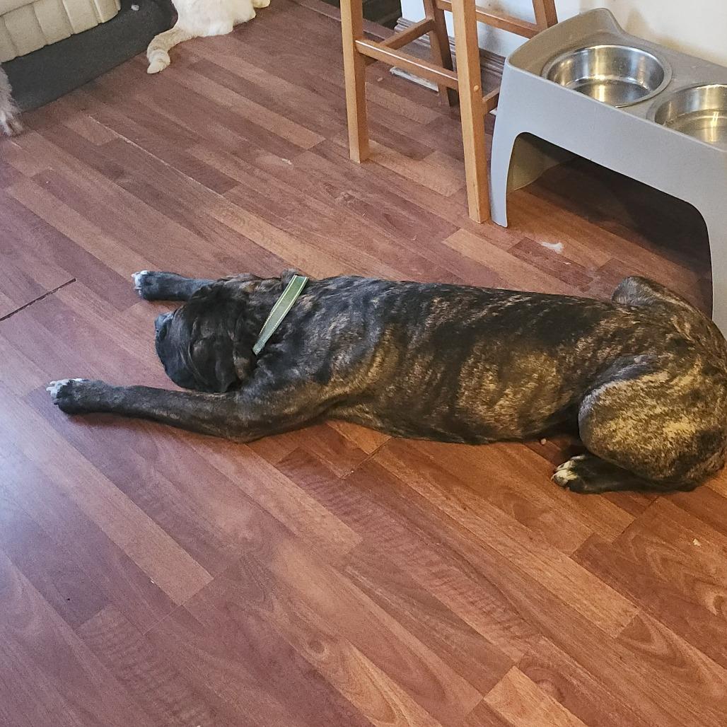 Chica — thumbnail 3