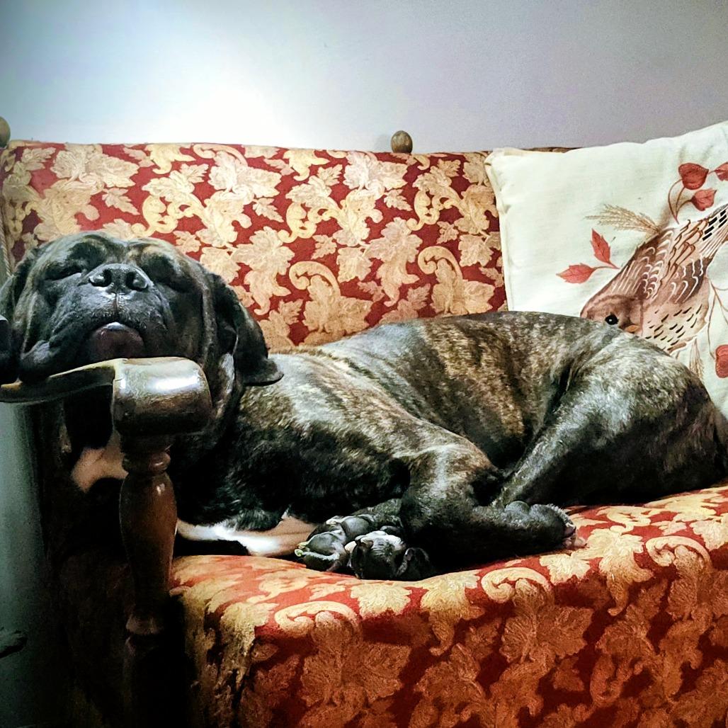 Chica — thumbnail 4