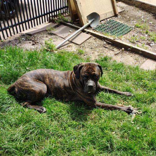 Chica — thumbnail 5