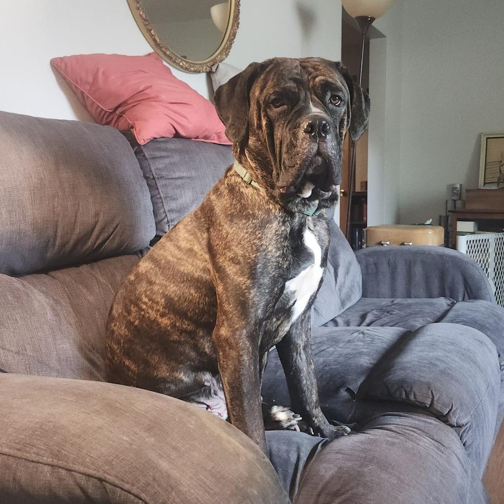 Chica — thumbnail 6