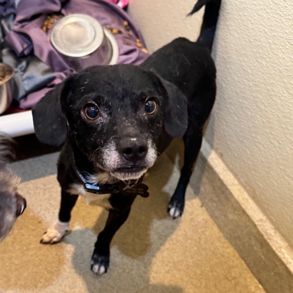 Jeddi (19) - Costa Mesa Location *By Appointment*, Adoptable, Adult Male Terrier & Mixed Breed.