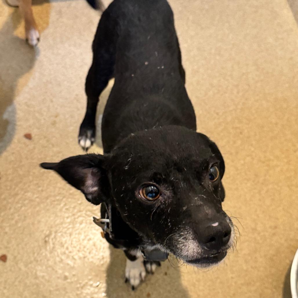 Enlarge Jeddi (19) - Costa Mesa Location *By Appointment*, a Adoptable mixed breed in Chino Hills, CA image 4/6