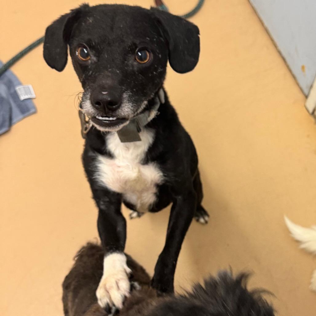 Enlarge Jeddi (19) - Costa Mesa Location *By Appointment*, a Adoptable mixed breed in Chino Hills, CA image 5/6
