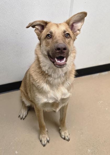 Charlie, Adoptable, Young Male Shepherd & Mixed Breed.