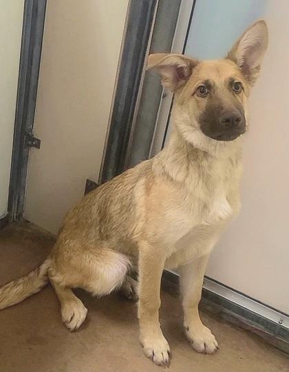 Enlarge Charlie, a Adoptable mixed breed in Phoenix, AZ image 1/2