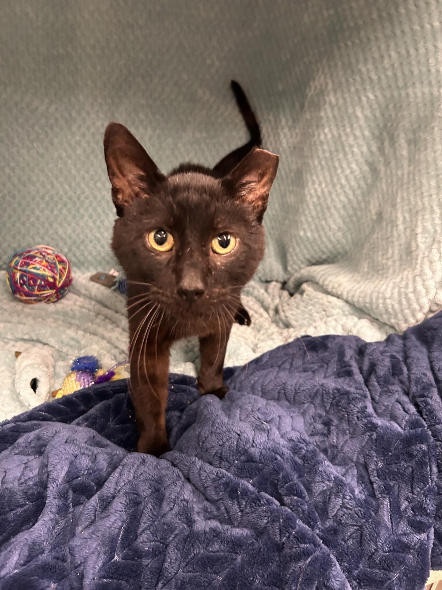 Kevin, adopted, Young Male Domestic Short Hair.