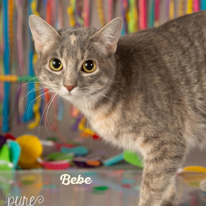 Bebe, a Adoptable Domestic Short Hair in Springfield, MO image 1/4