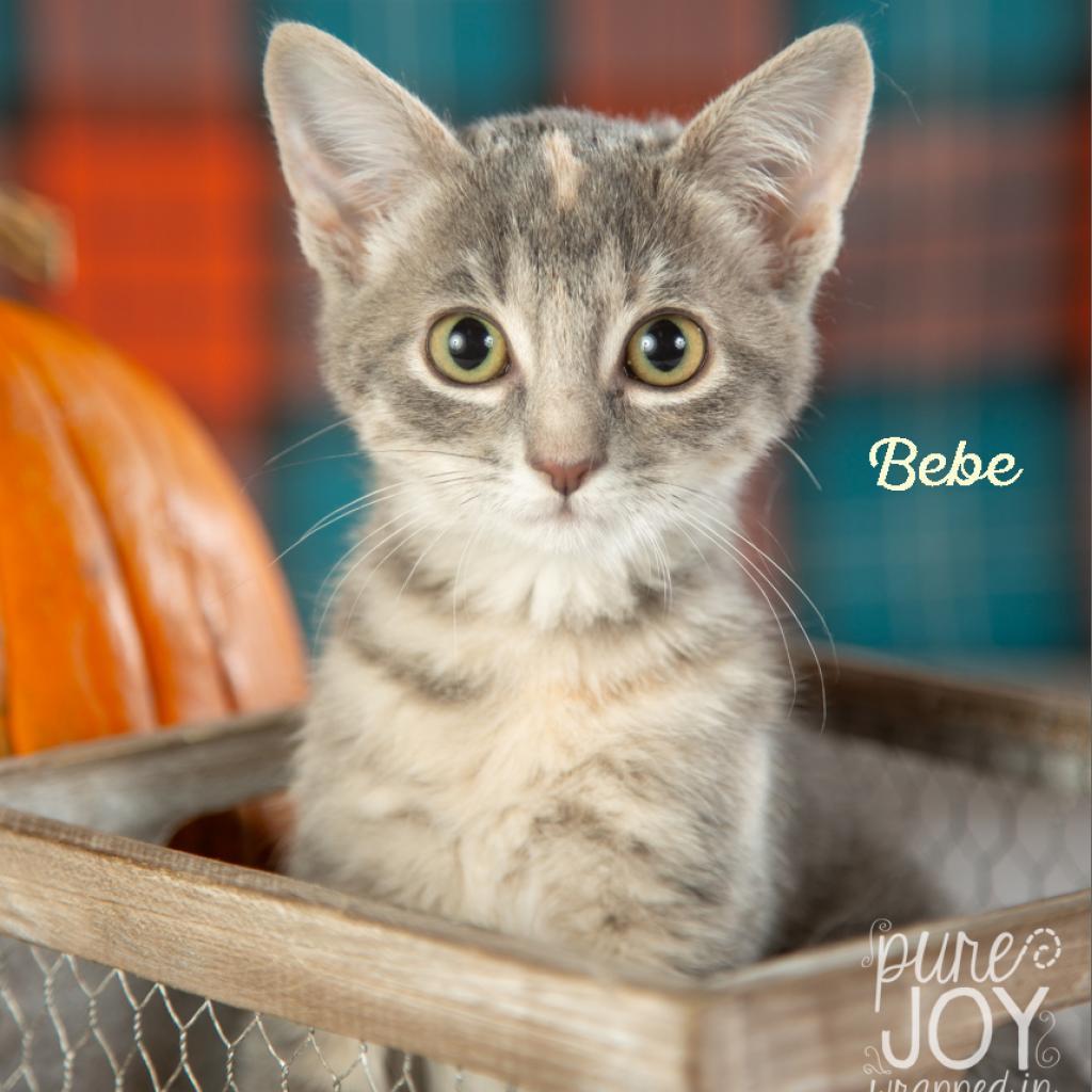 Bebe, a Adoptable Domestic Short Hair in Springfield, MO image 2/4