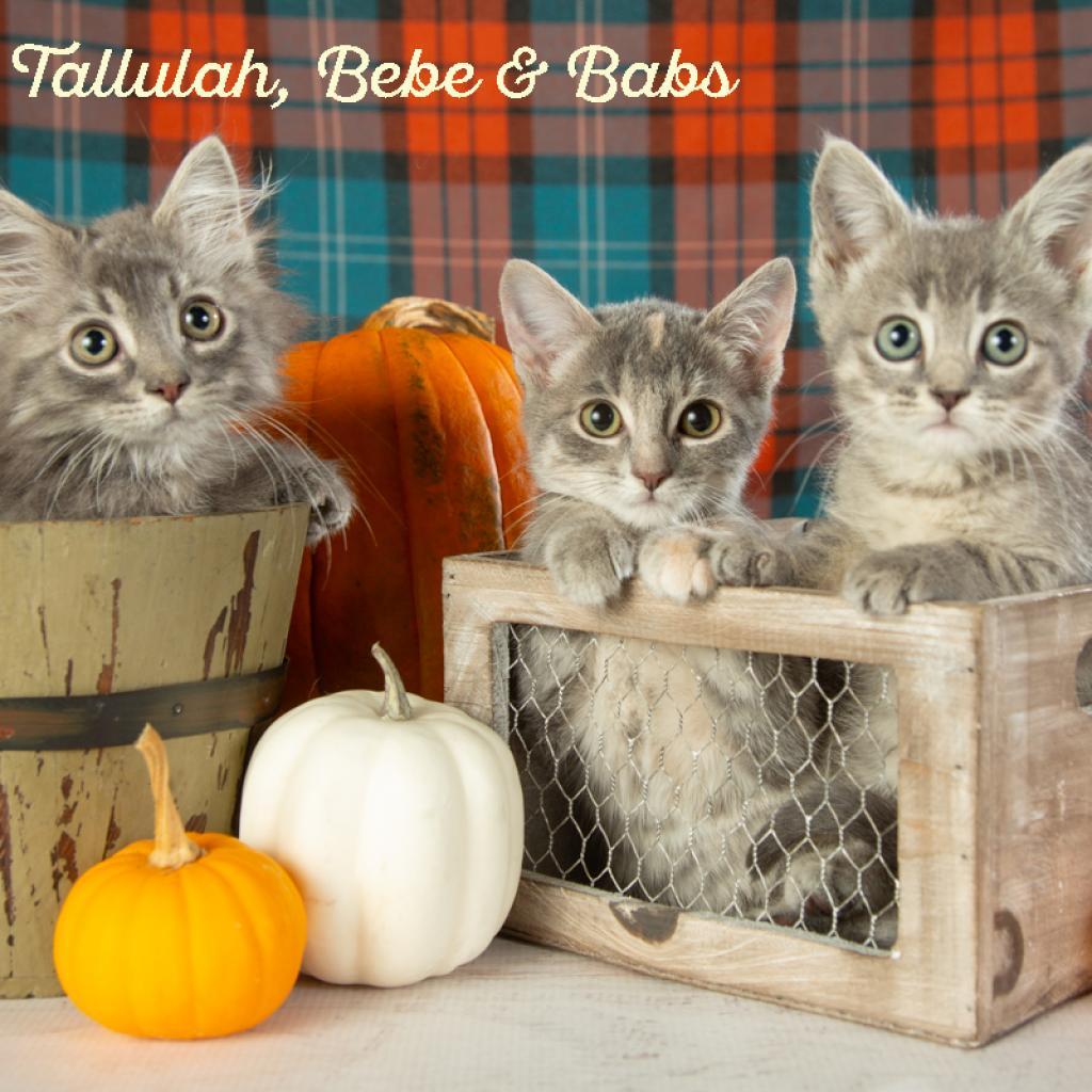 Bebe, a Adoptable Domestic Short Hair in Springfield, MO image 3/4