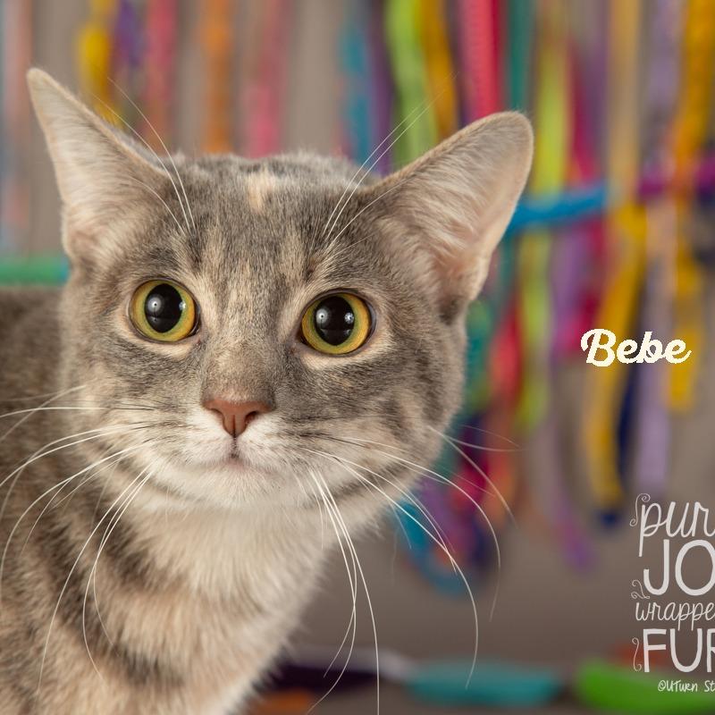Bebe, a Adoptable Domestic Short Hair in Springfield, MO image 4/4