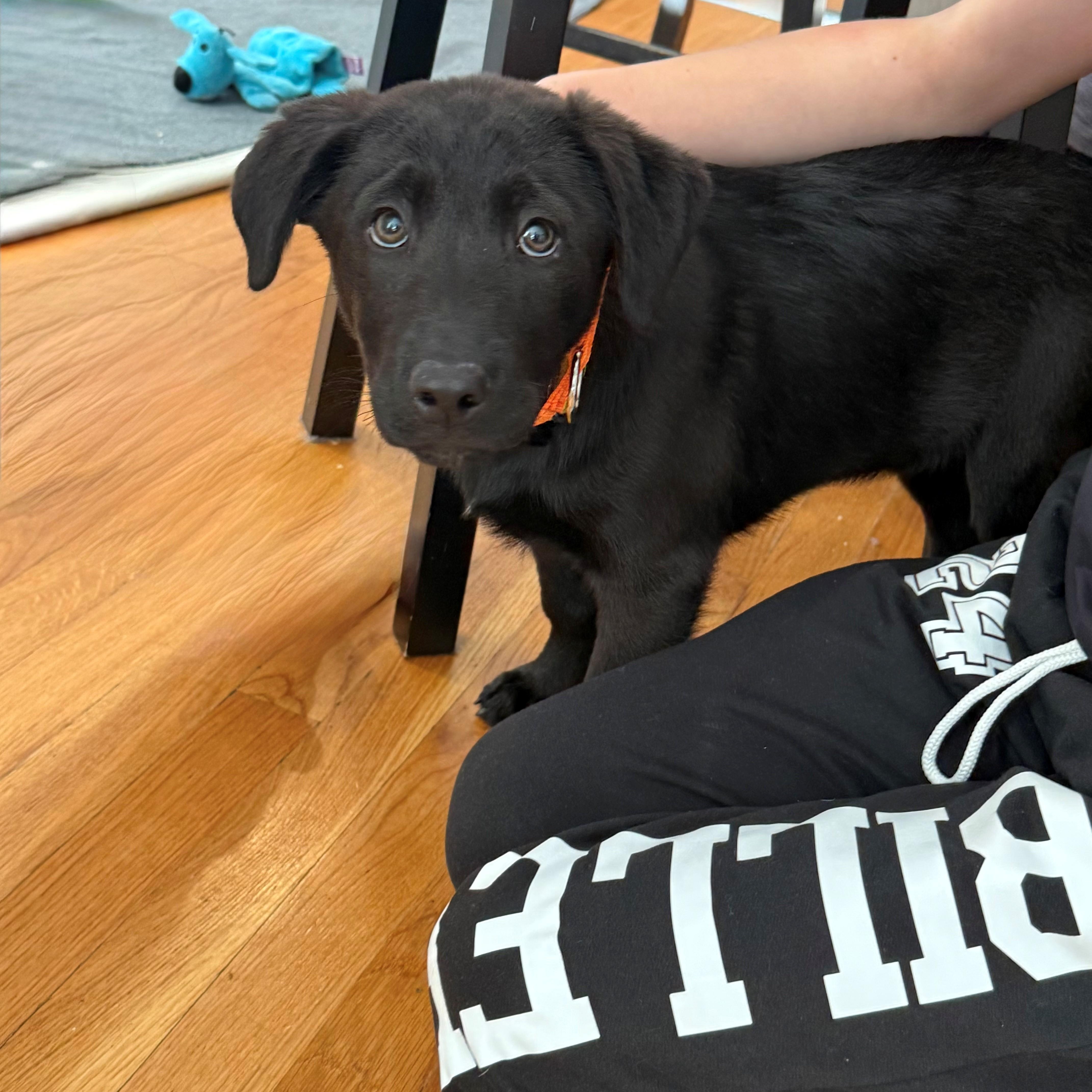 Ivan Igloo, an adopted mixed breed in Andover, MA image 2/6