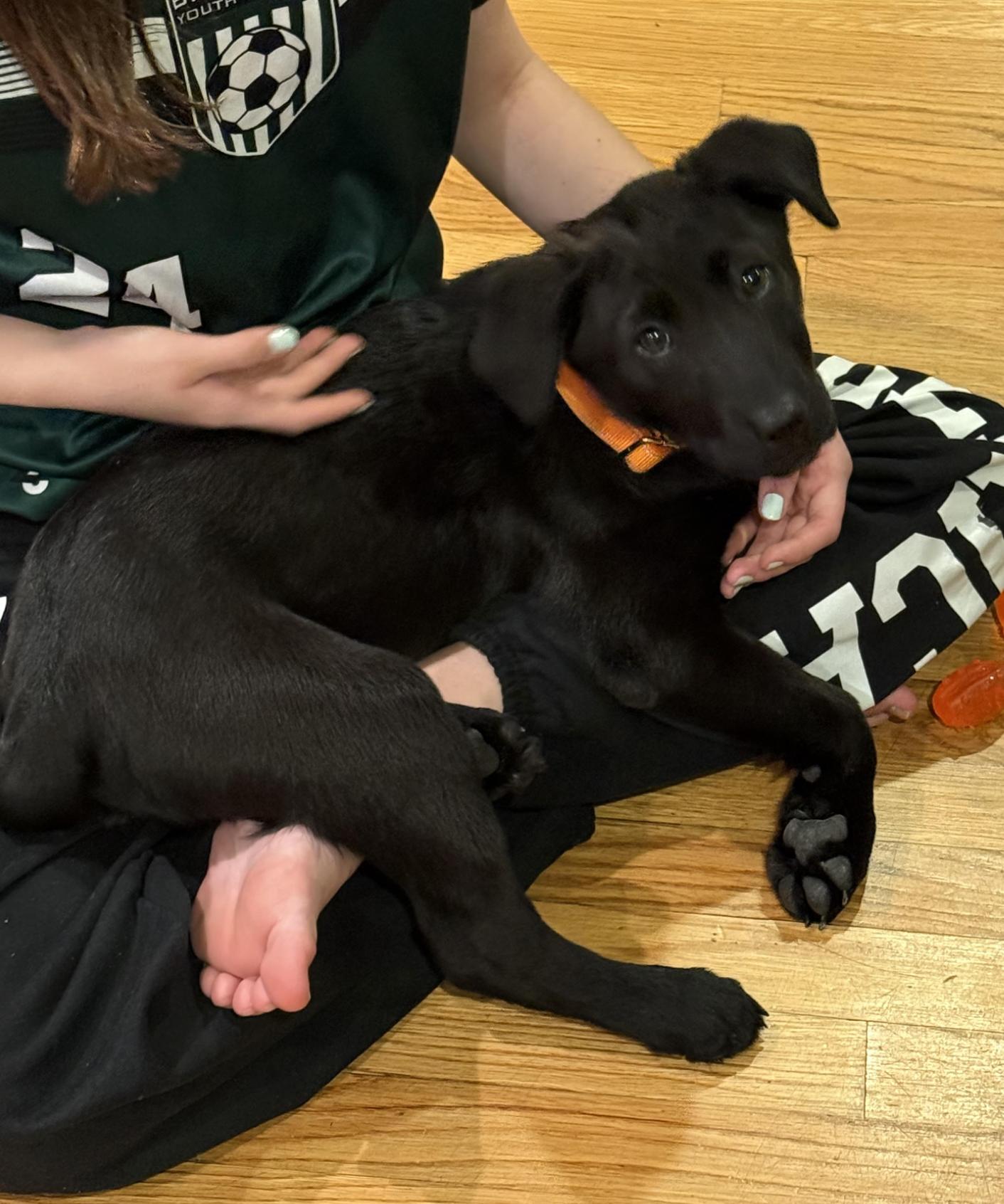 Ivan Igloo, an adopted mixed breed in Andover, MA image 5/6