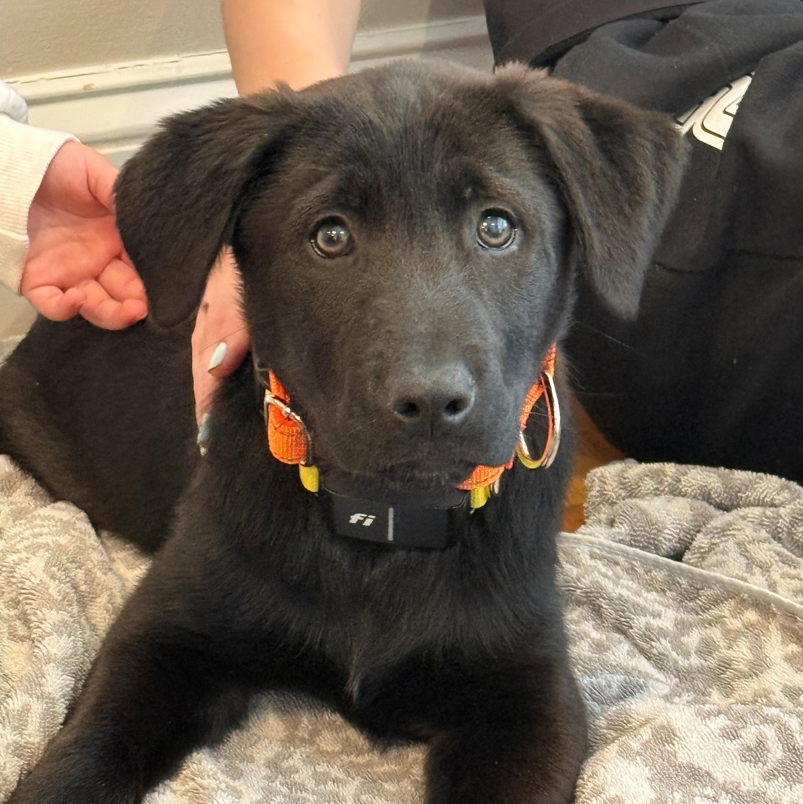 Ivan Igloo, adopted, Puppy Male Flat-Coated Retriever & Mountain Cur.