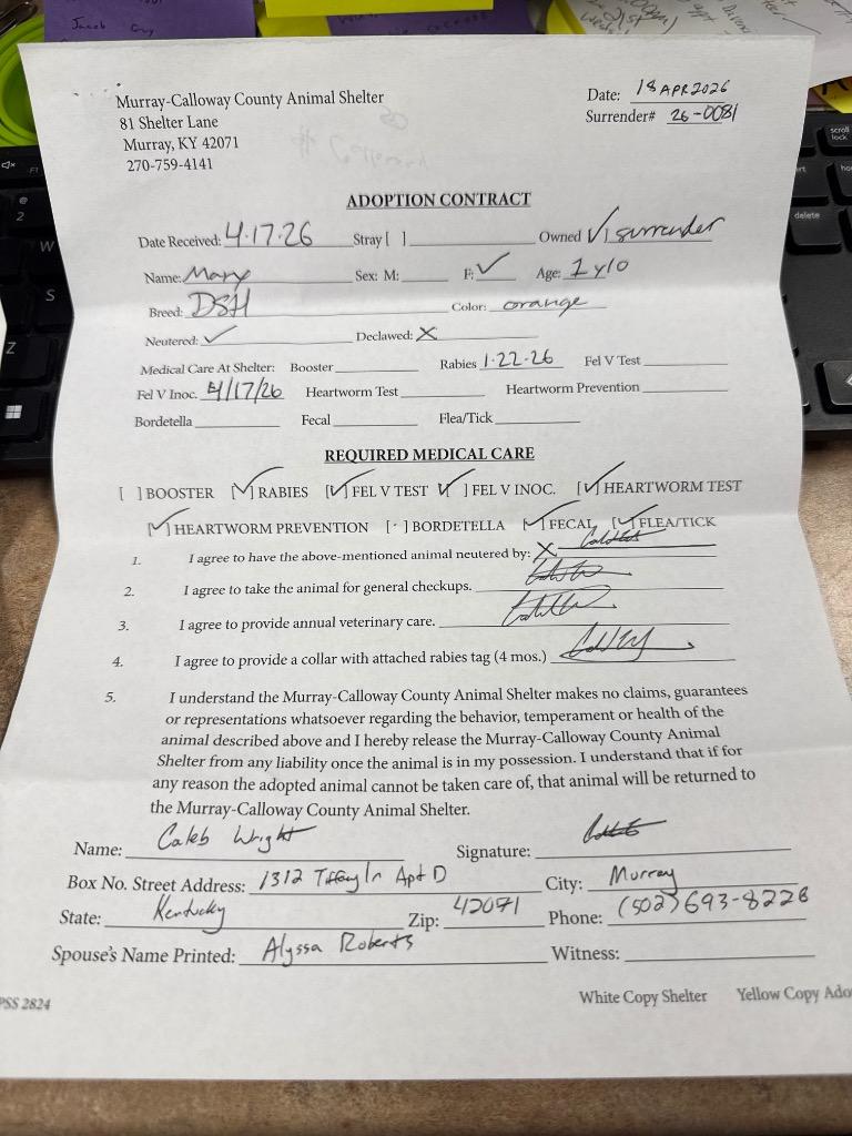 Enlarge Mary, a Adopted mixed breed in Murray, KY image 1/4