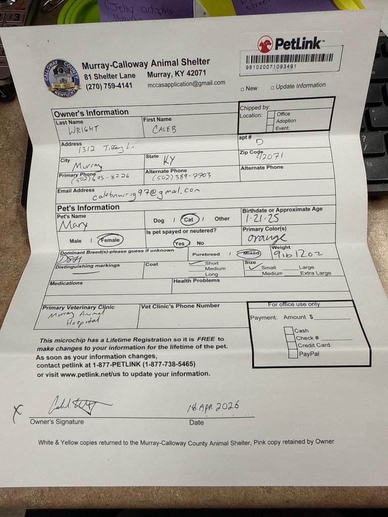 Enlarge Mary, a Adopted mixed breed in Murray, KY image 2/4