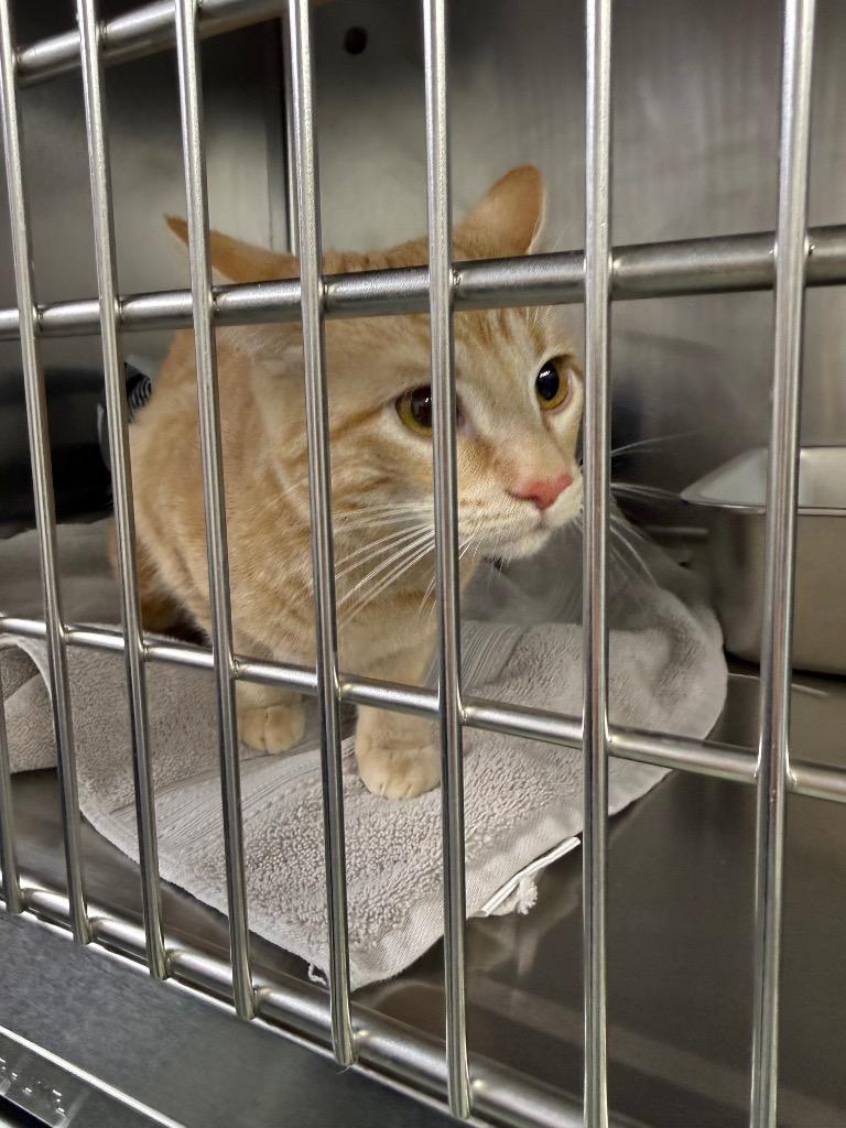 Enlarge Mary, a Adopted mixed breed in Murray, KY image 3/4