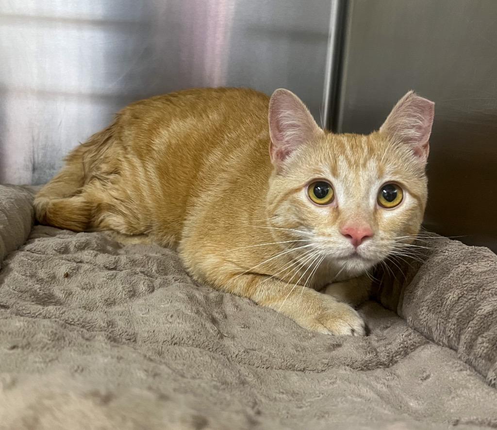 Enlarge Mary, a Adopted mixed breed in Murray, KY image 4/4