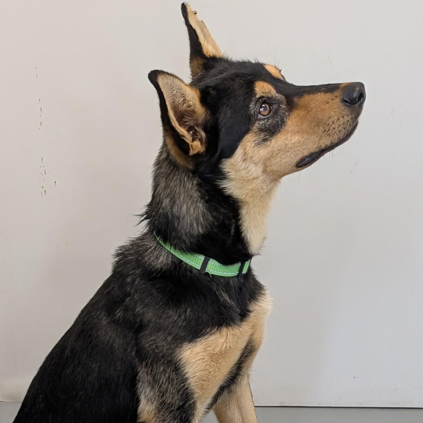 Rocky, an adoptable Australian Kelpie in Aurora, NE, 68818 | Photo Image 2