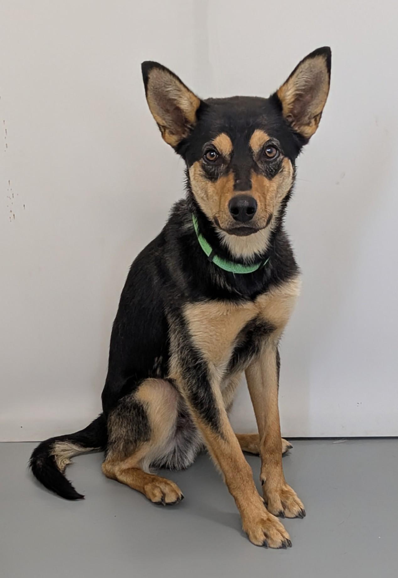 Rocky, an adoptable Australian Kelpie in Aurora, NE, 68818 | Photo Image 3