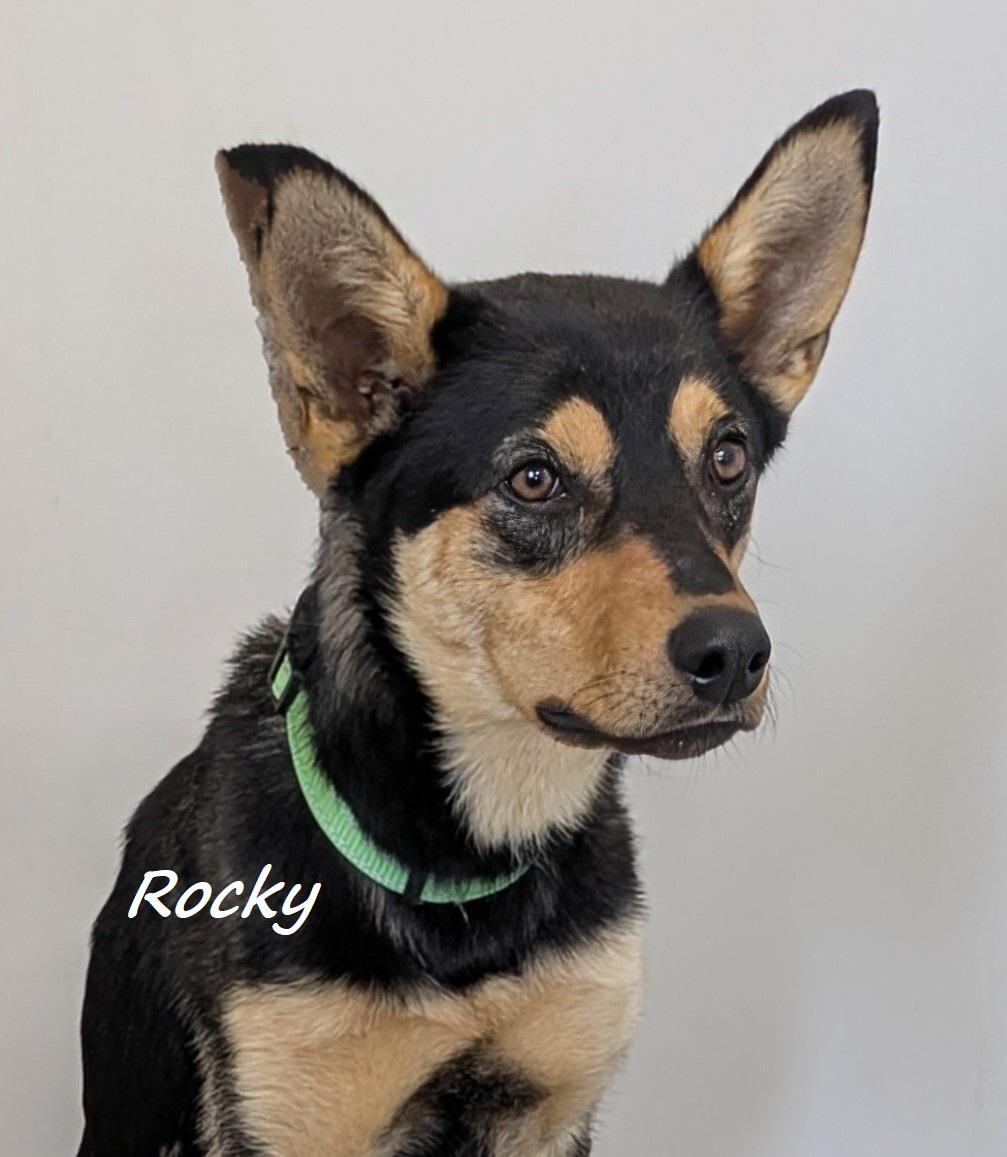 Rocky, an adoptable Australian Kelpie in Aurora, NE, 68818 | Photo Image 1