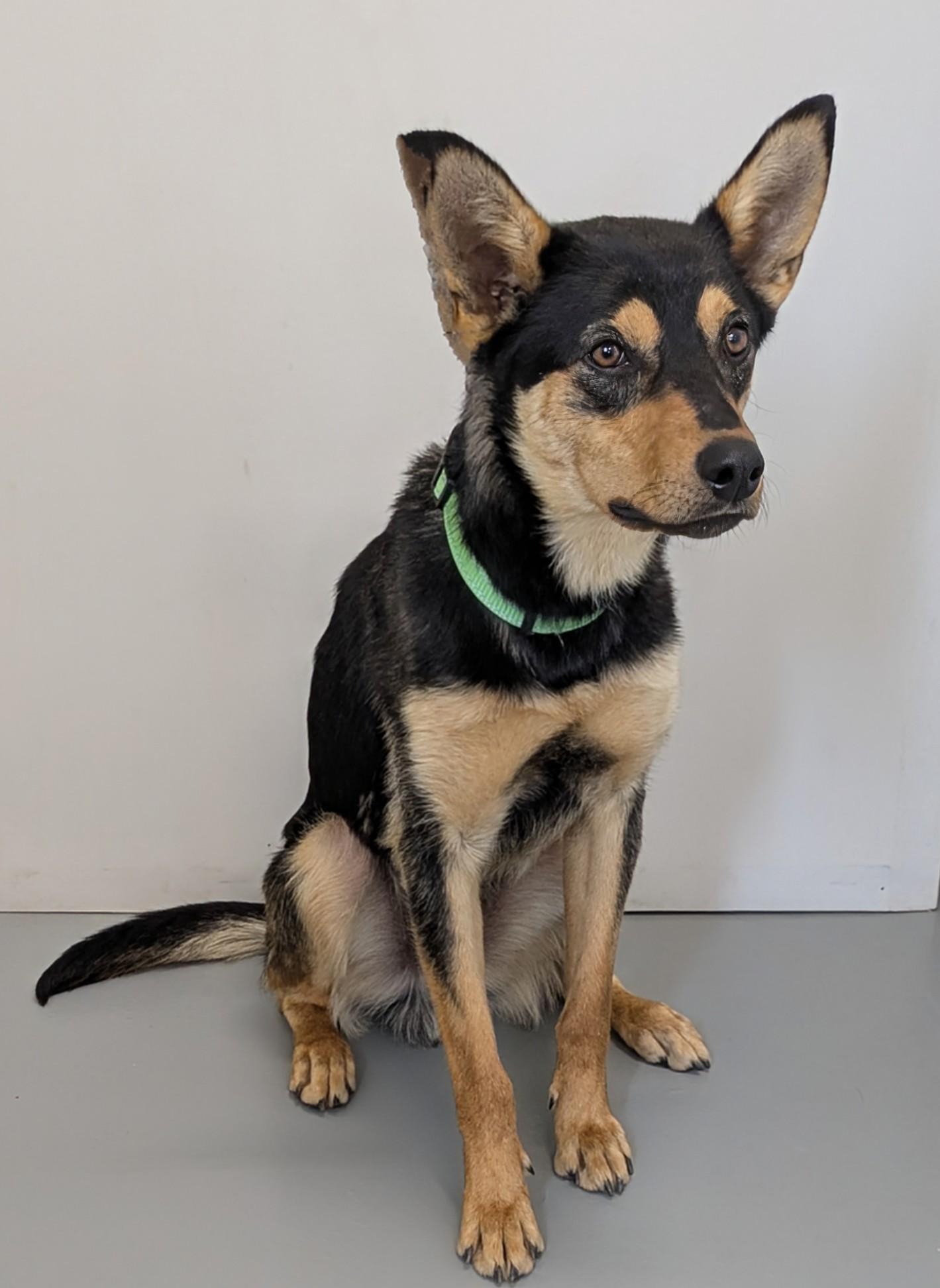 Rocky, an adoptable Australian Kelpie in Aurora, NE, 68818 | Photo Image 4
