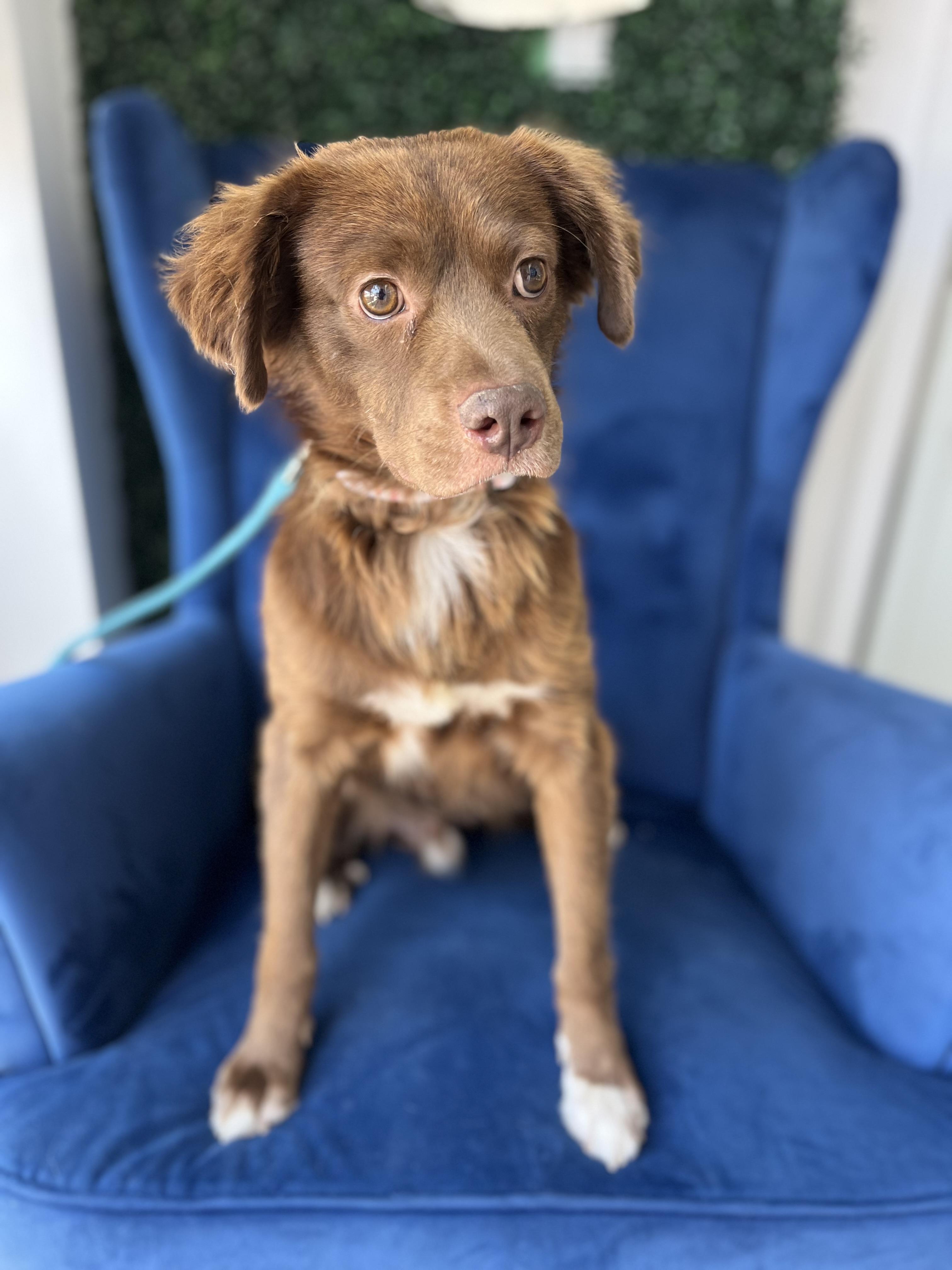 Enlarge Baloo, an adoptable mixed breed in Poway, CA image 1/5