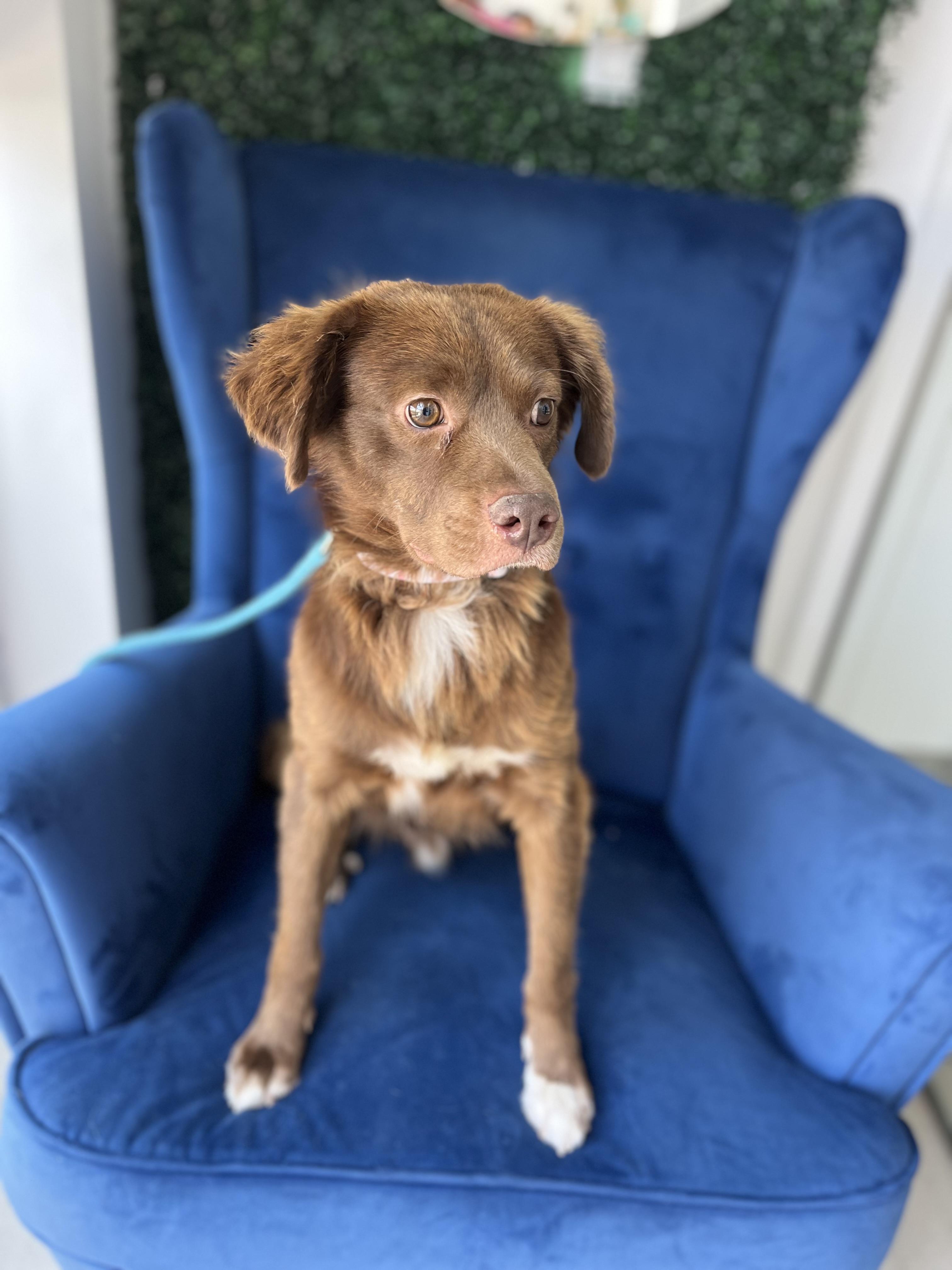 Enlarge Baloo, an adoptable mixed breed in Poway, CA image 2/5