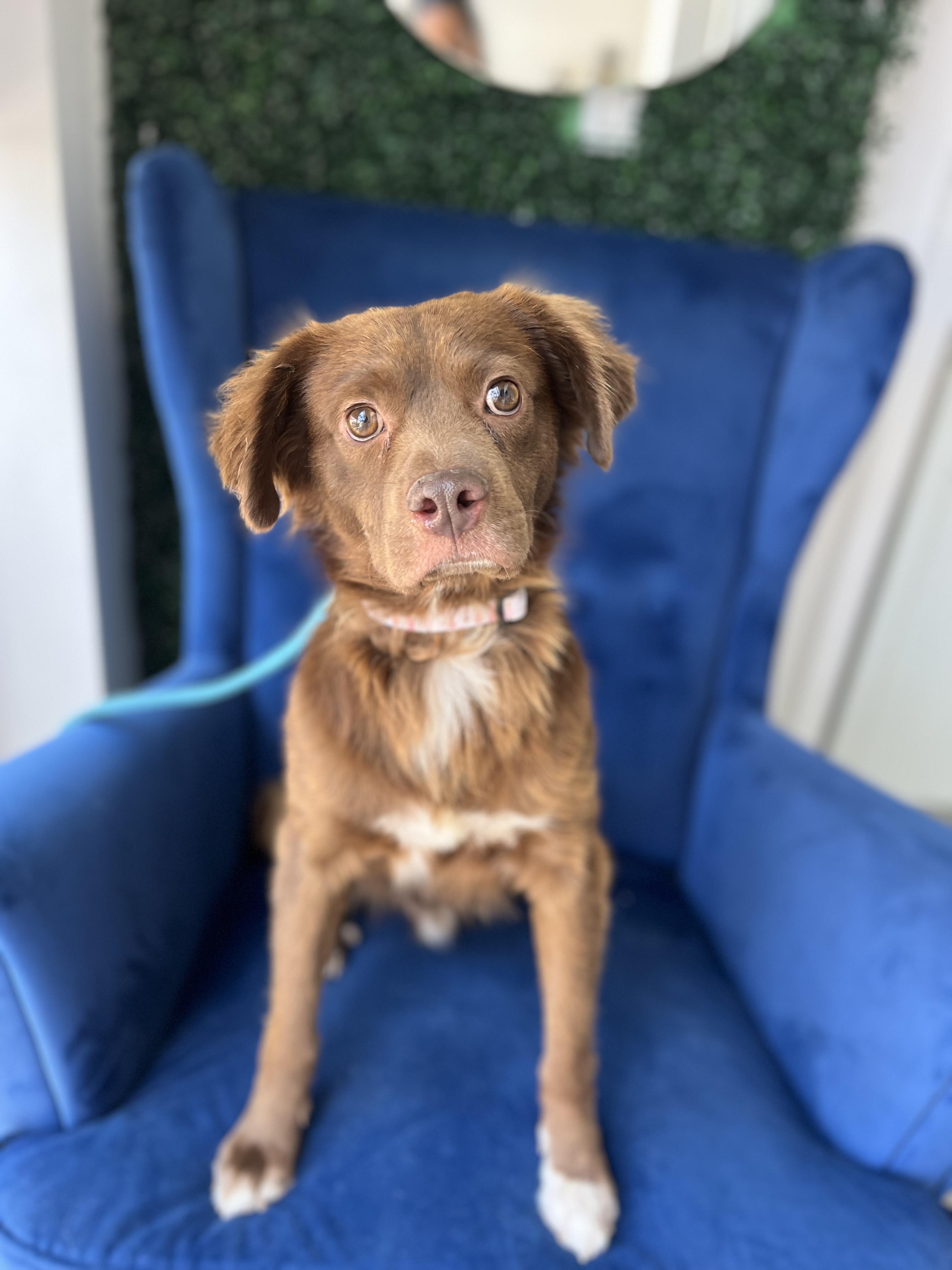 Enlarge Baloo, an adoptable mixed breed in Poway, CA image 3/5