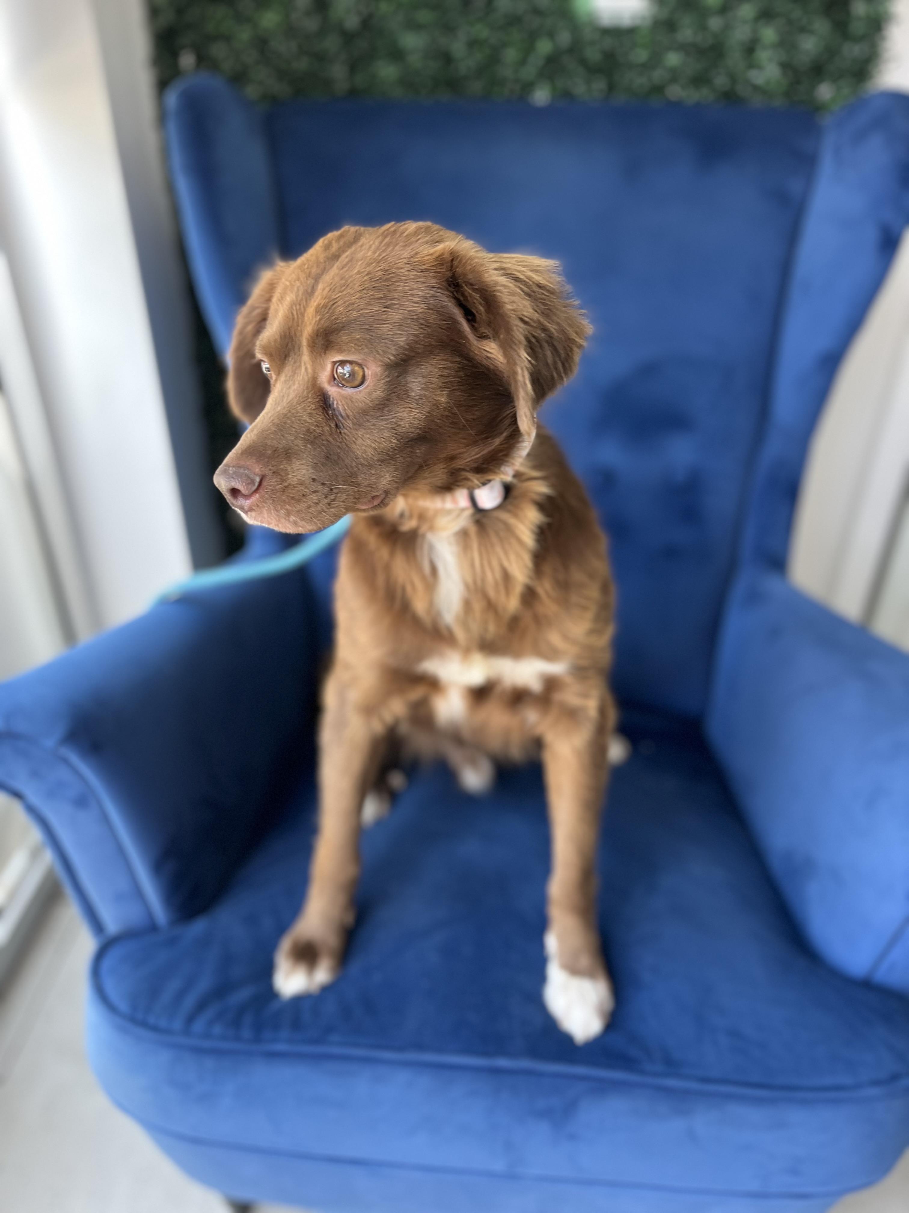 Enlarge Baloo, an adoptable mixed breed in Poway, CA image 5/5