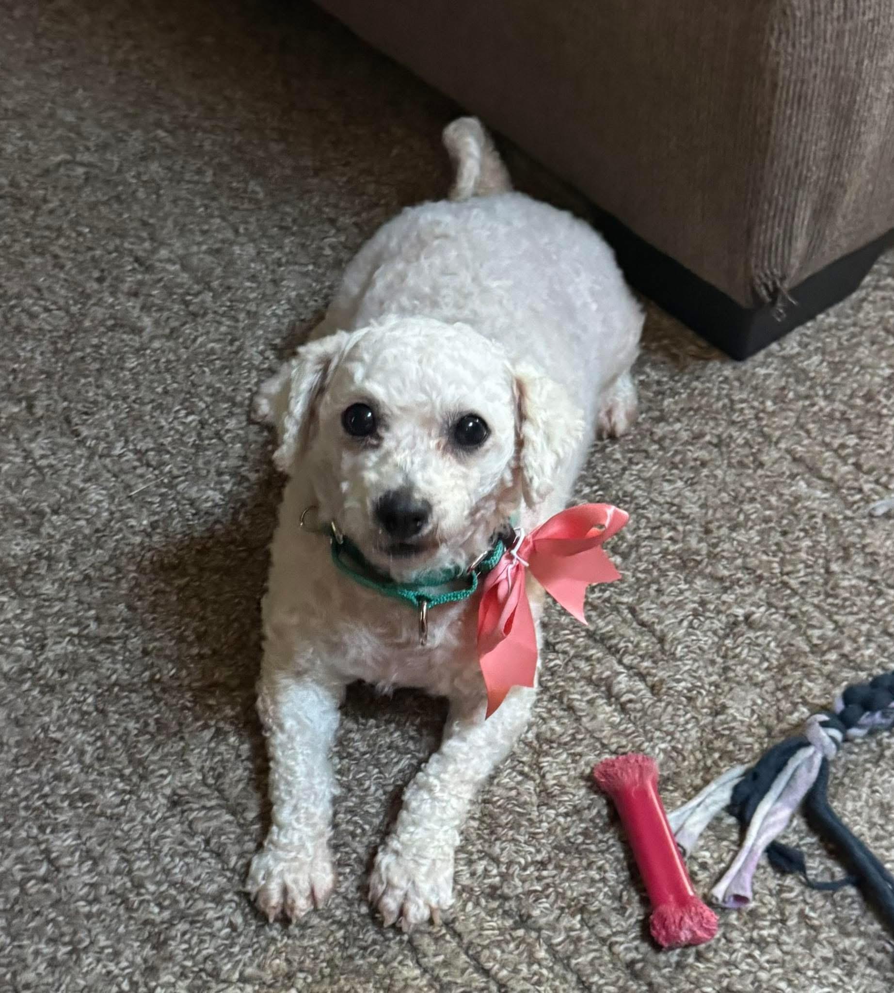 Enlarge Ellie. ADOPTED, a ADOPTABLE Bichon Frise in Union Grove, WI image 2/2