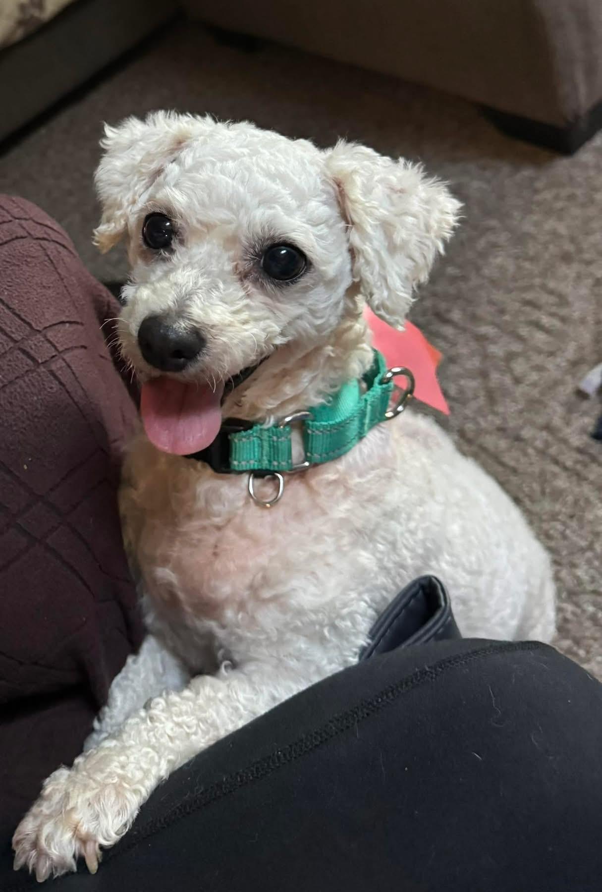 Ellie. ADOPTED, ADOPTABLE, Adult Female Bichon Frise.