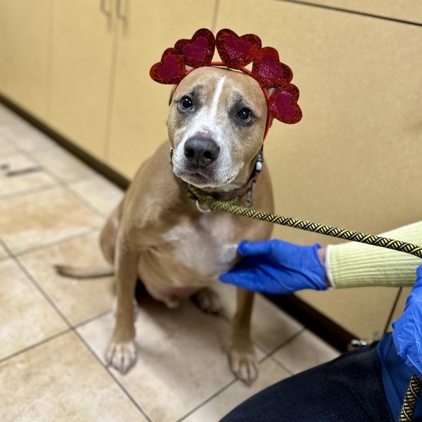 Roswell, Adoptable, Senior Male Pit Bull Terrier.