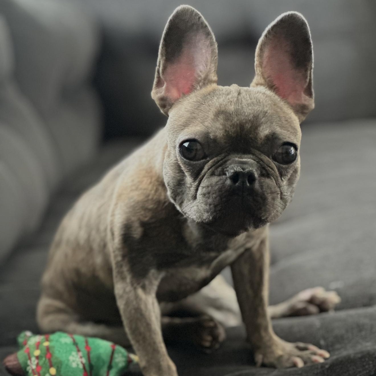 Millie 1