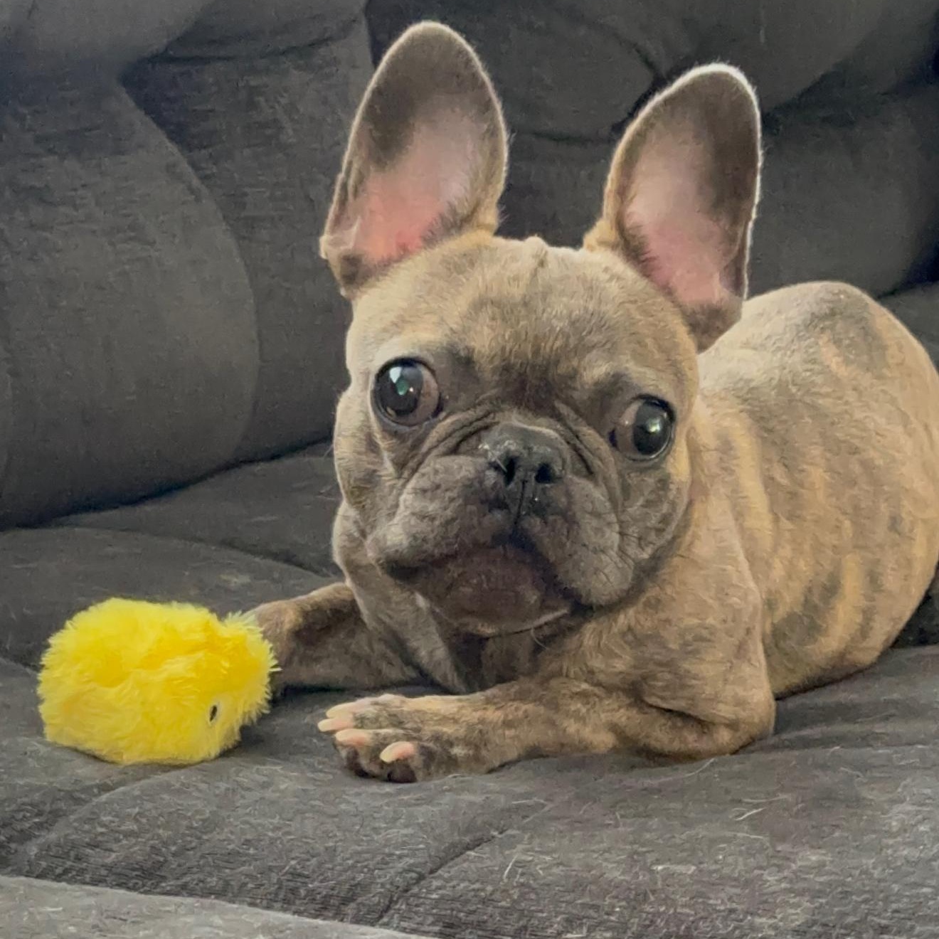 Millie 2