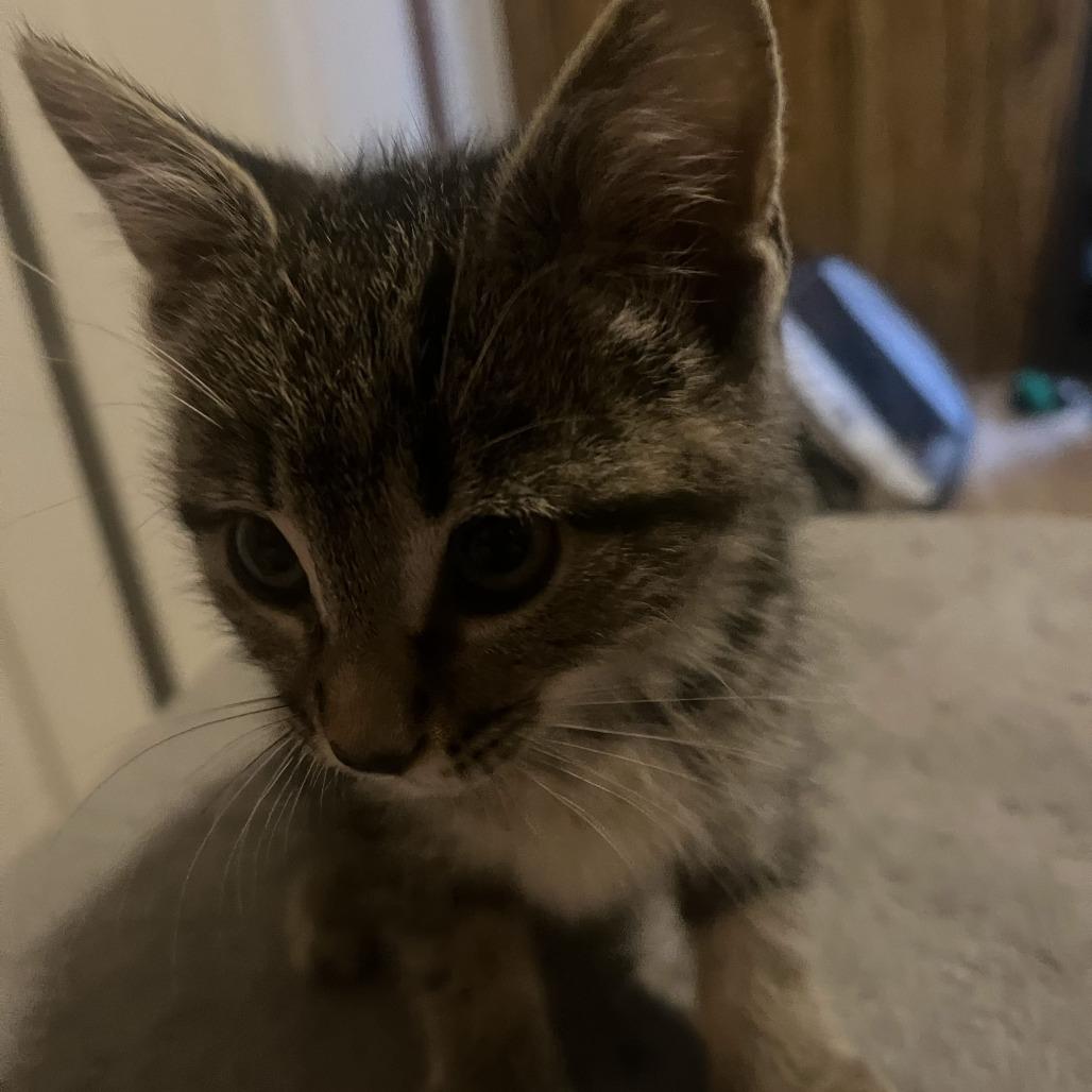 Gourd Bowers, Adoptable, Kitten Male Domestic Short Hair.
