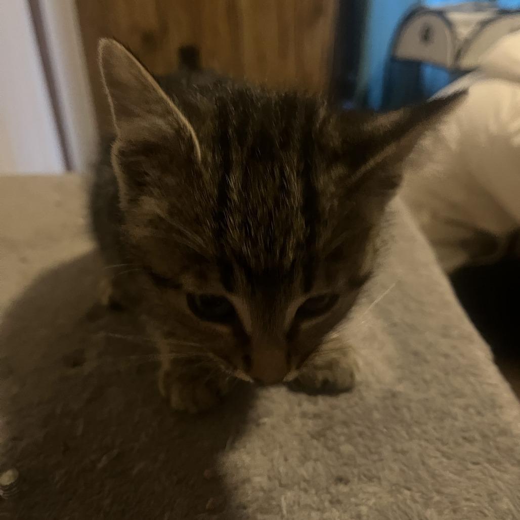 Enlarge Gourd Bowers, a Adoptable Domestic Short Hair in Woodstock, VA image 2/3