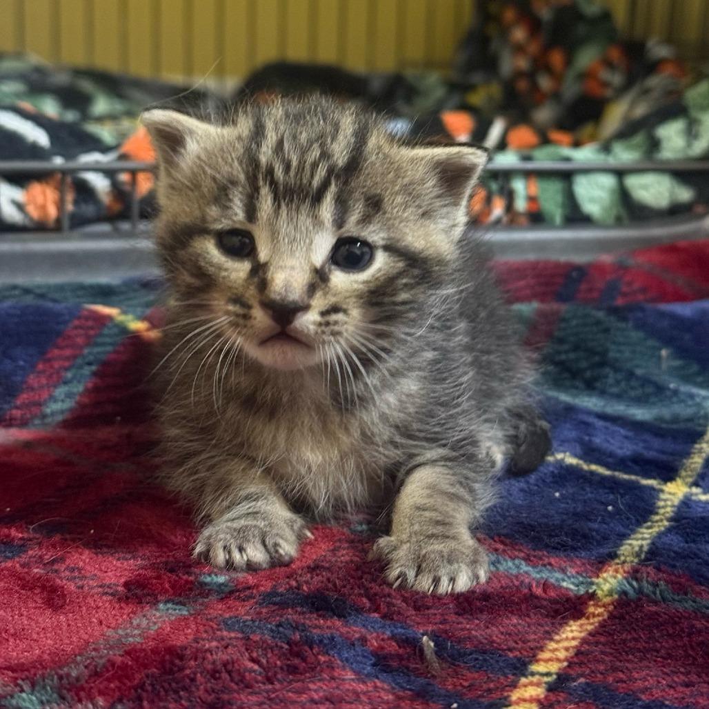 Enlarge Gourd Bowers, a Adoptable Domestic Short Hair in Woodstock, VA image 3/3