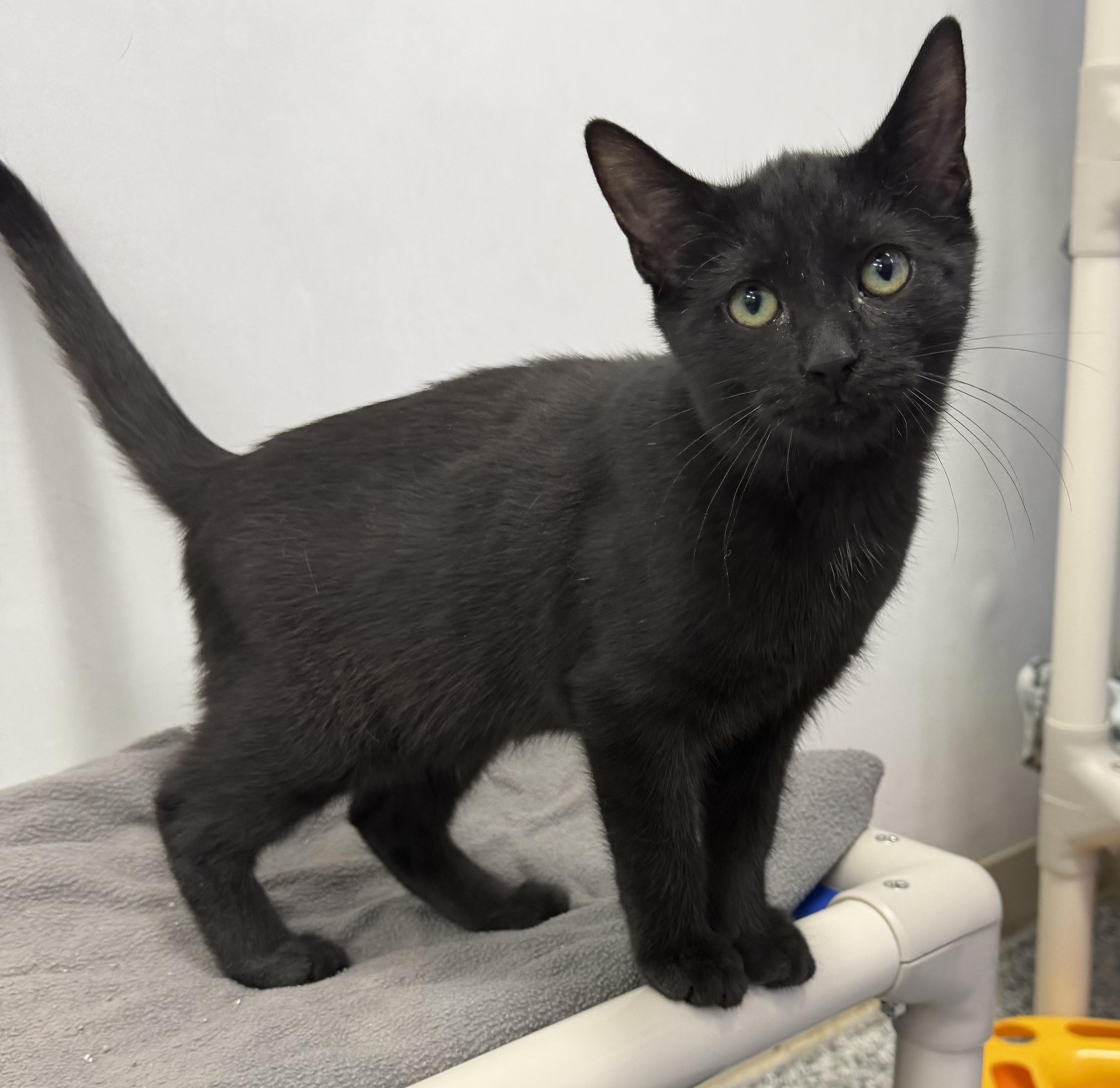 Enlarge Cole, a Adopted Domestic Short Hair in Dunkirk, NY image 3/3